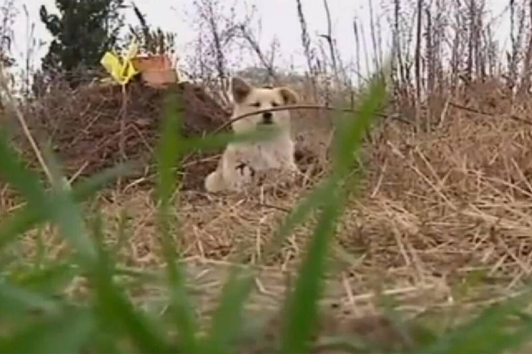 Šuo - ne tik geriausias, bet ir ištikimiausias žmogaus draugas