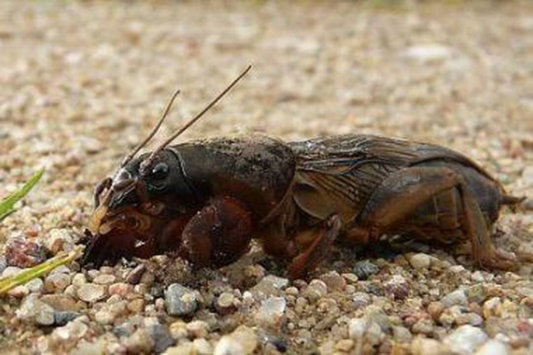 Ar kelia pavojų šis gyvis?