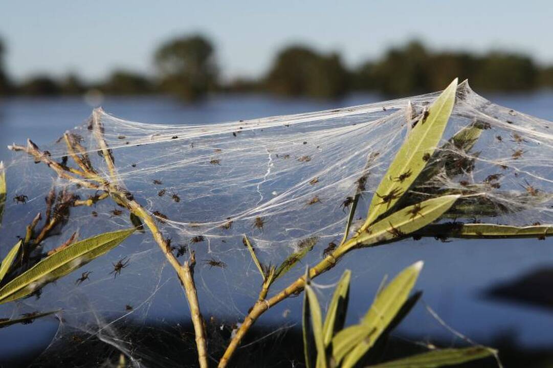 Potvynių užlietą Australiją apraizgė voratinkliai