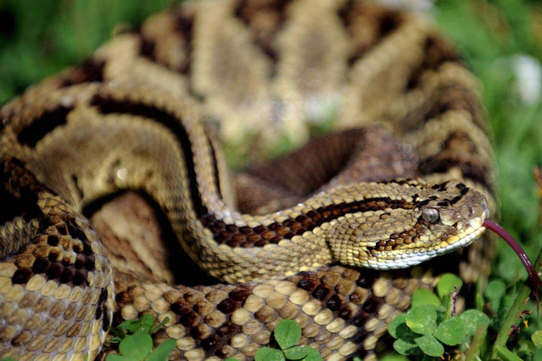 Kaip robotizuota voverė dukart „išdūrė“ barškuolę