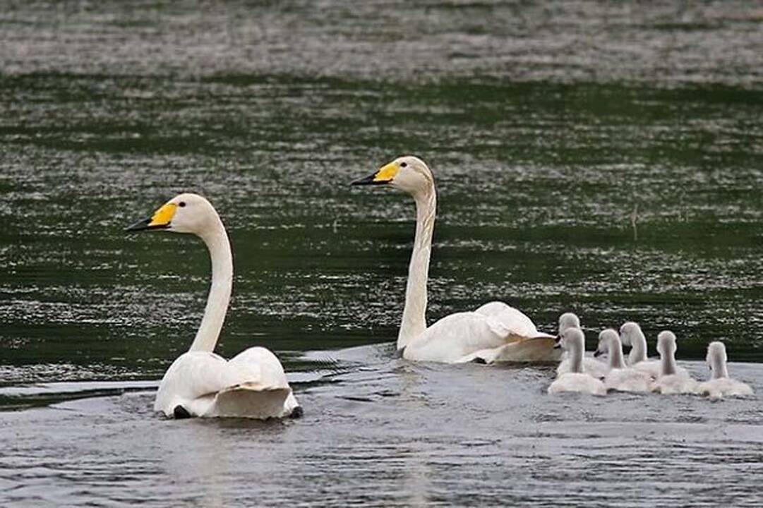 Lietuvoje skaičiuojamos gulbės. Jei matėte - praneškite ornitologams