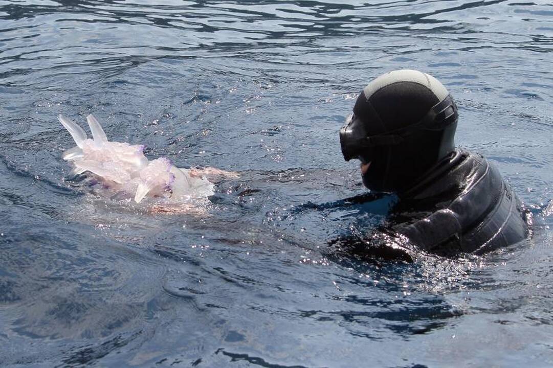 Prancūzijos paplūdimiuose – medūzų prognozės 