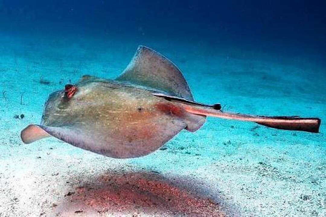 10 skaudžiausių gyvūnų įkandimų pasaulyje
