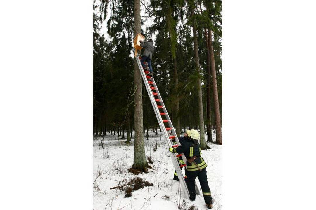 Naujuose inkiluose Panemunės šile apsigyvens trys pelėdų šeimynos