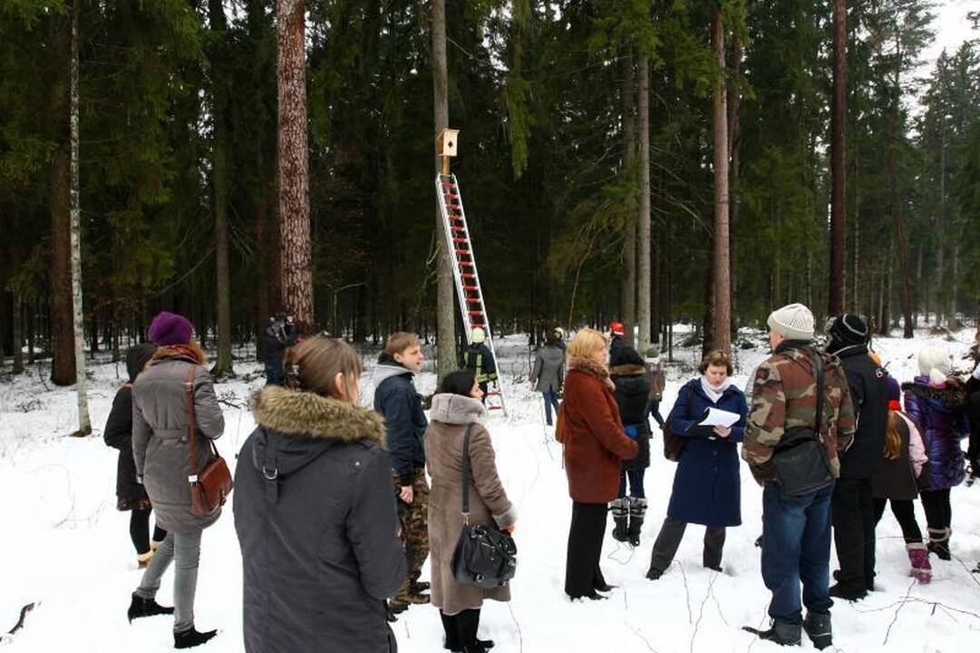 Naujuose inkiluose Panemunės šile apsigyvens trys pelėdų šeimynos