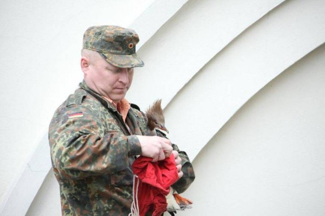 Prezidentūros parke apsigyveno didžioji dančiasnapė su 8 jaunikliais