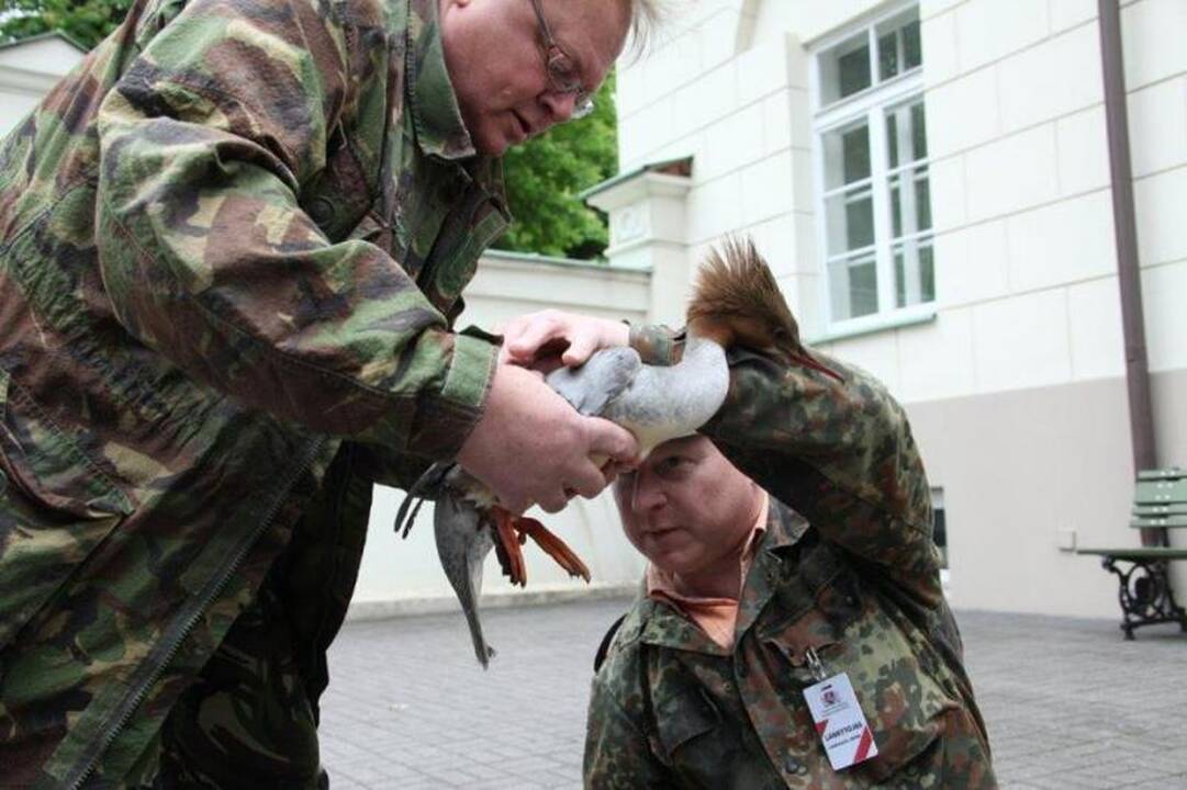 Prezidentūros parke apsigyveno didžioji dančiasnapė su 8 jaunikliais