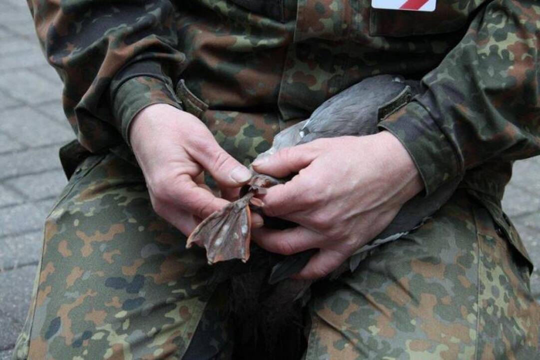 Prezidentūros parke apsigyveno didžioji dančiasnapė su 8 jaunikliais