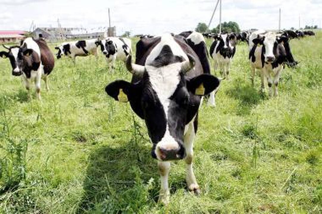 Klaipėdos rajone traukinys įsirėžė į karvių bandą (papildyta)
