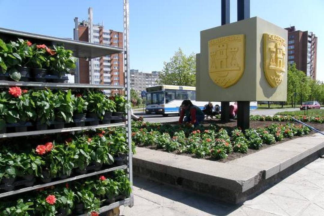 Klaipėda puošiasi gėlių žiedais