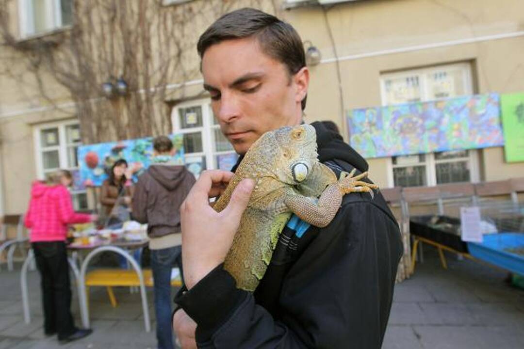 Į Atvelykio mugę vilniečius viliojo ir egzotiški driežai