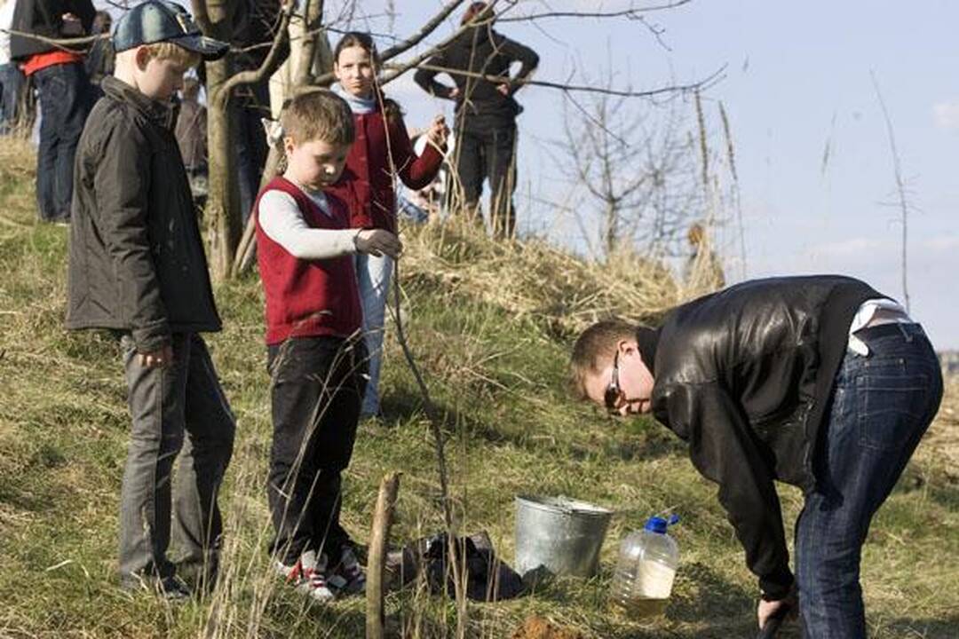 „Saulės“ mokykla Viršuliškėse pasodino ąžuolų parką