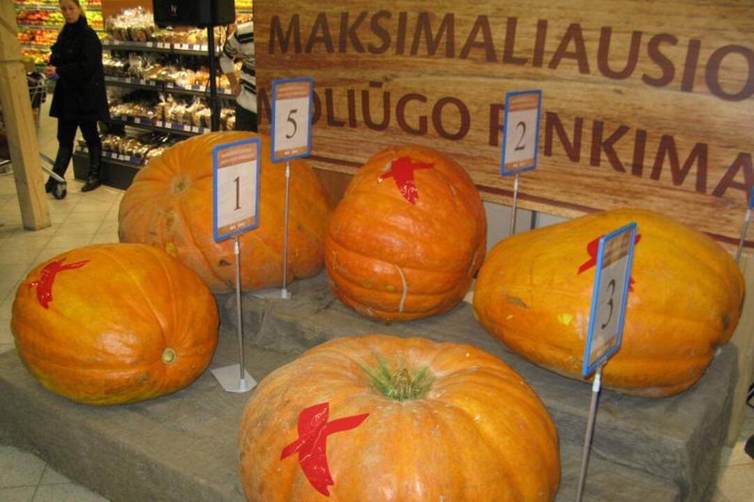 Konkursą laimėjo moliūgas, sunkesnis už stipruolį V.Blekaitį
