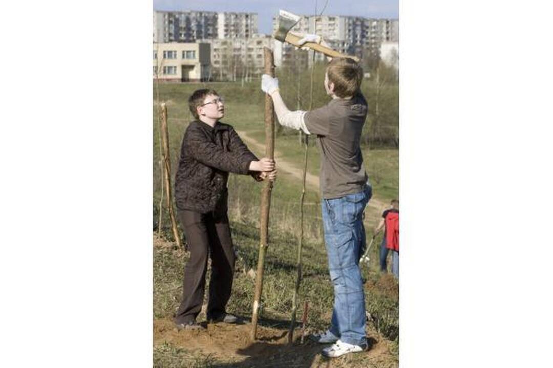 „Saulės“ mokykla Viršuliškėse pasodino ąžuolų parką