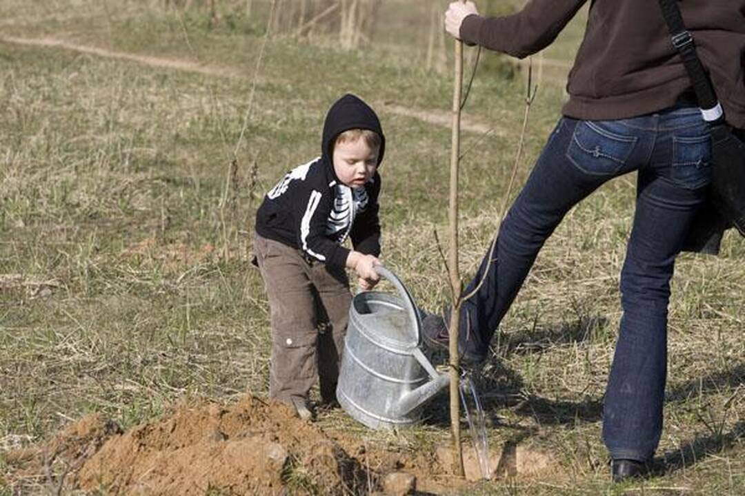 „Saulės“ mokykla Viršuliškėse pasodino ąžuolų parką