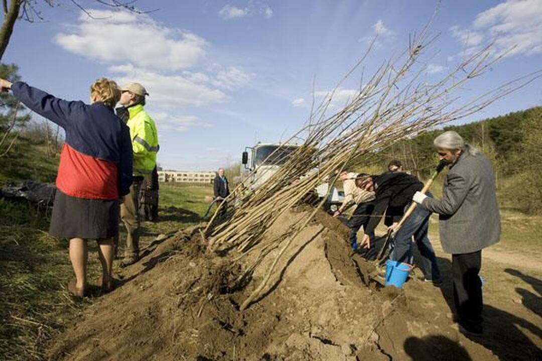 „Saulės“ mokykla Viršuliškėse pasodino ąžuolų parką