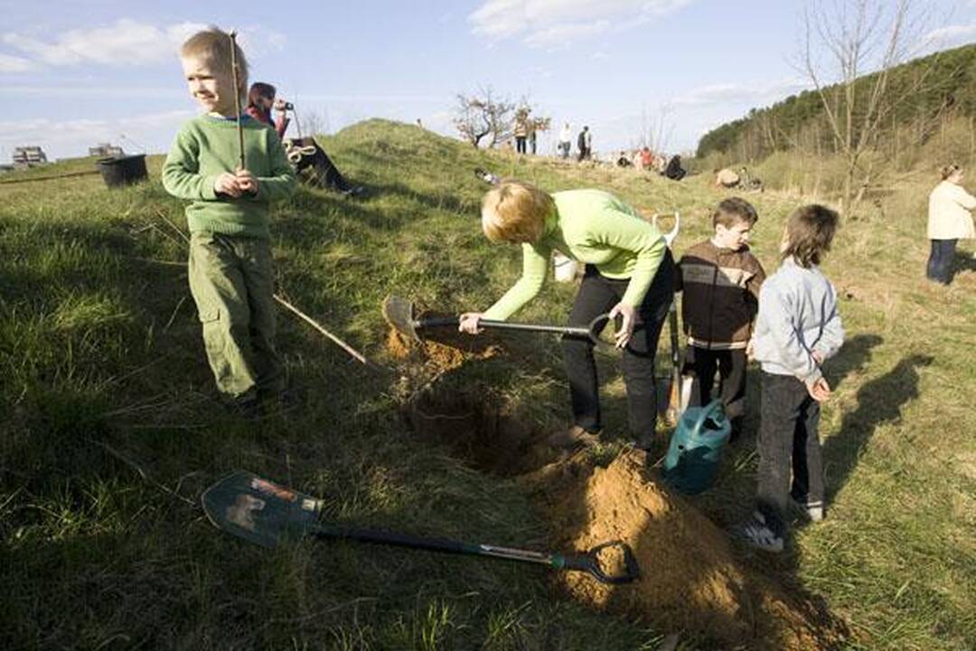 „Saulės“ mokykla Viršuliškėse pasodino ąžuolų parką