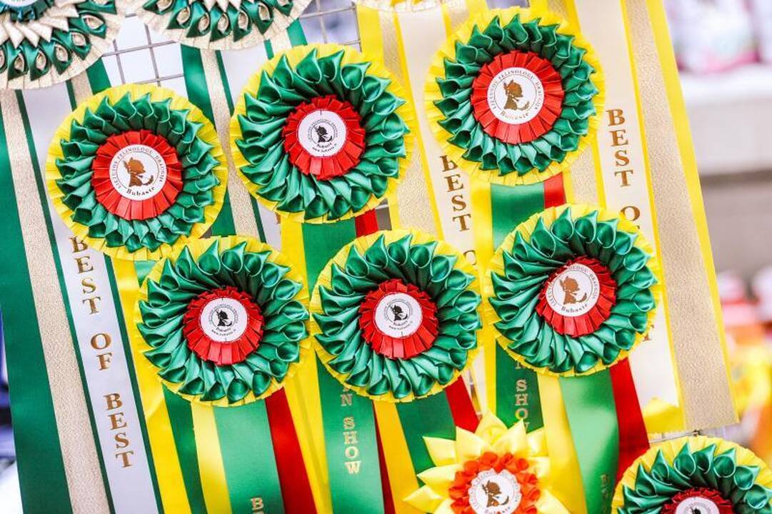 Kačių parodoje Kaune triumfavo ilgauodegis Meino meškėnas