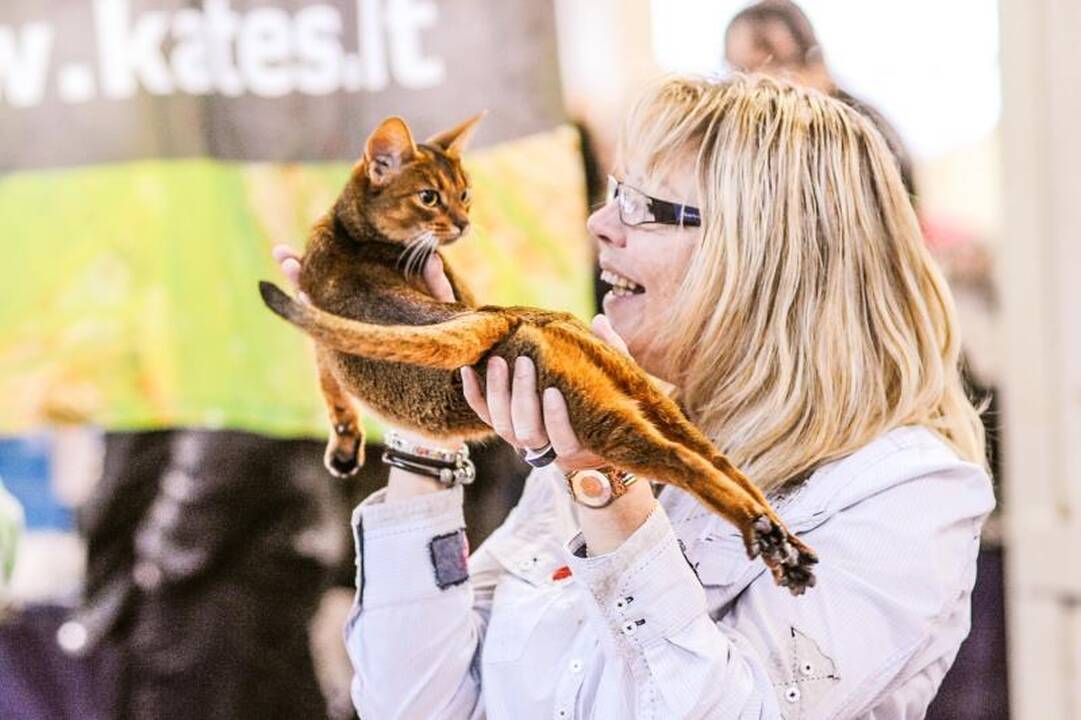 Kačių parodoje Kaune triumfavo ilgauodegis Meino meškėnas