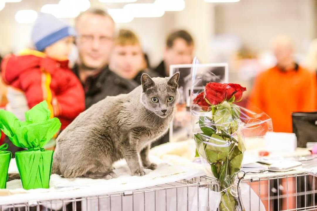 Kačių parodoje Kaune triumfavo ilgauodegis Meino meškėnas