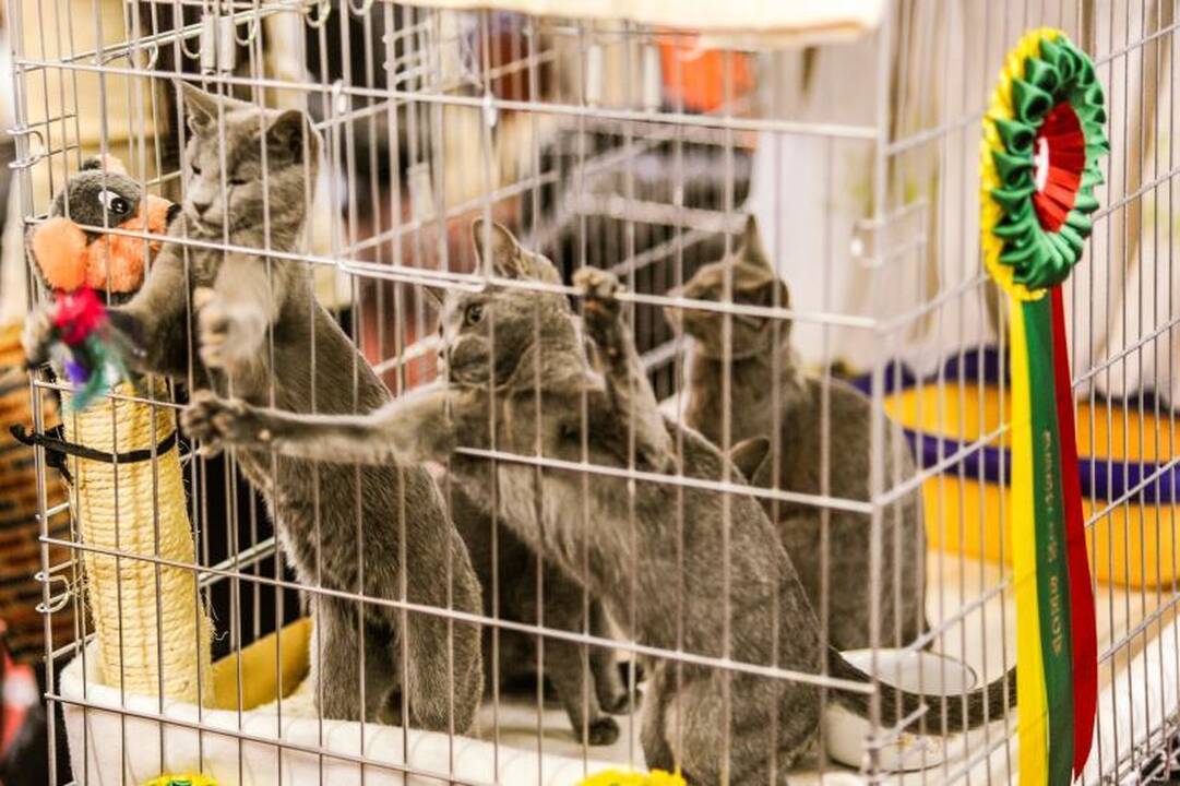 Kačių parodoje Kaune triumfavo ilgauodegis Meino meškėnas