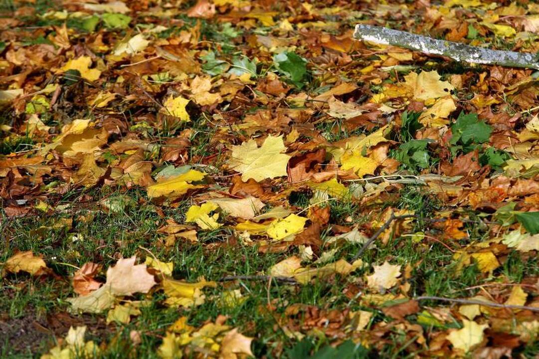 Miesto gatves nuklojusius lapus išveš už 90 tūkst. litų
