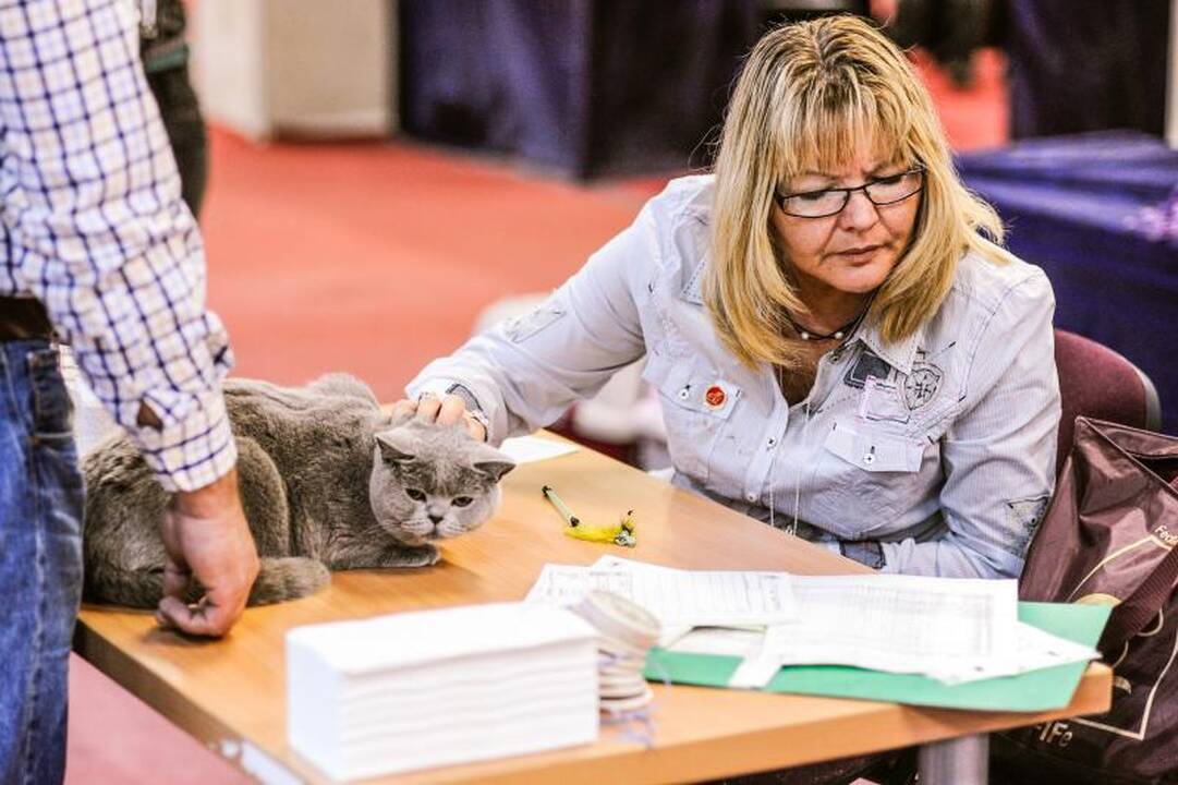 Kačių parodoje Kaune triumfavo ilgauodegis Meino meškėnas