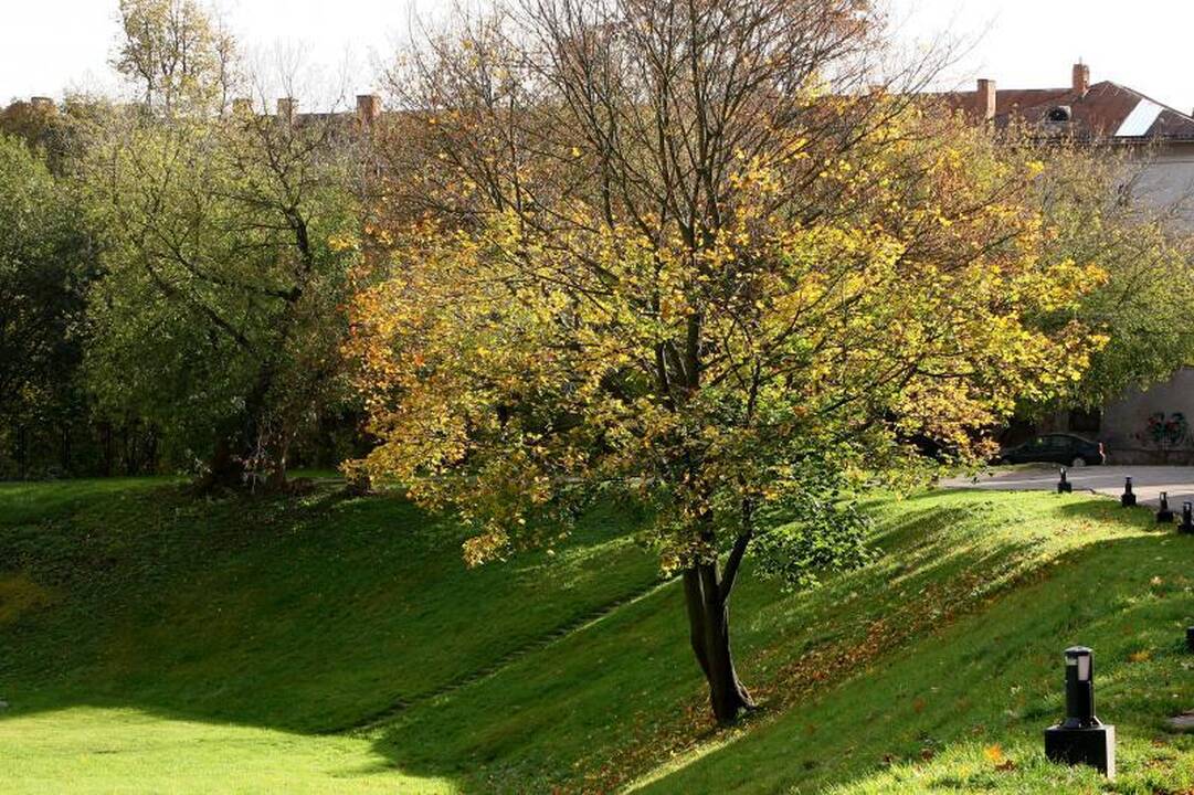 Miesto gatves nuklojusius lapus išveš už 90 tūkst. litų