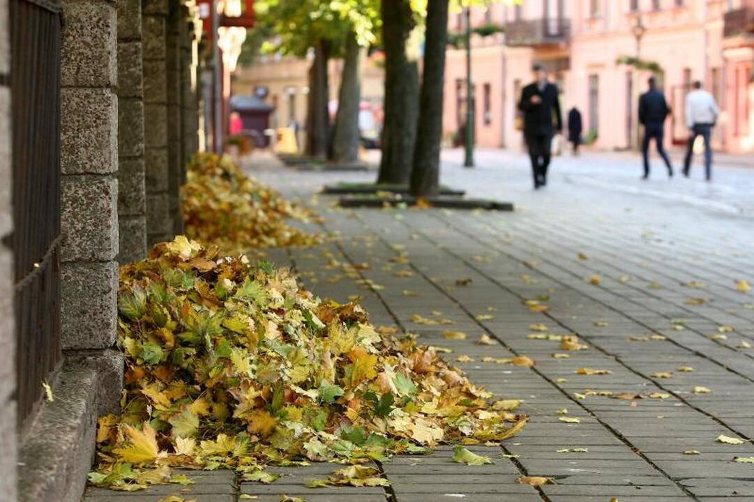Miesto gatves nuklojusius lapus išveš už 90 tūkst. litų