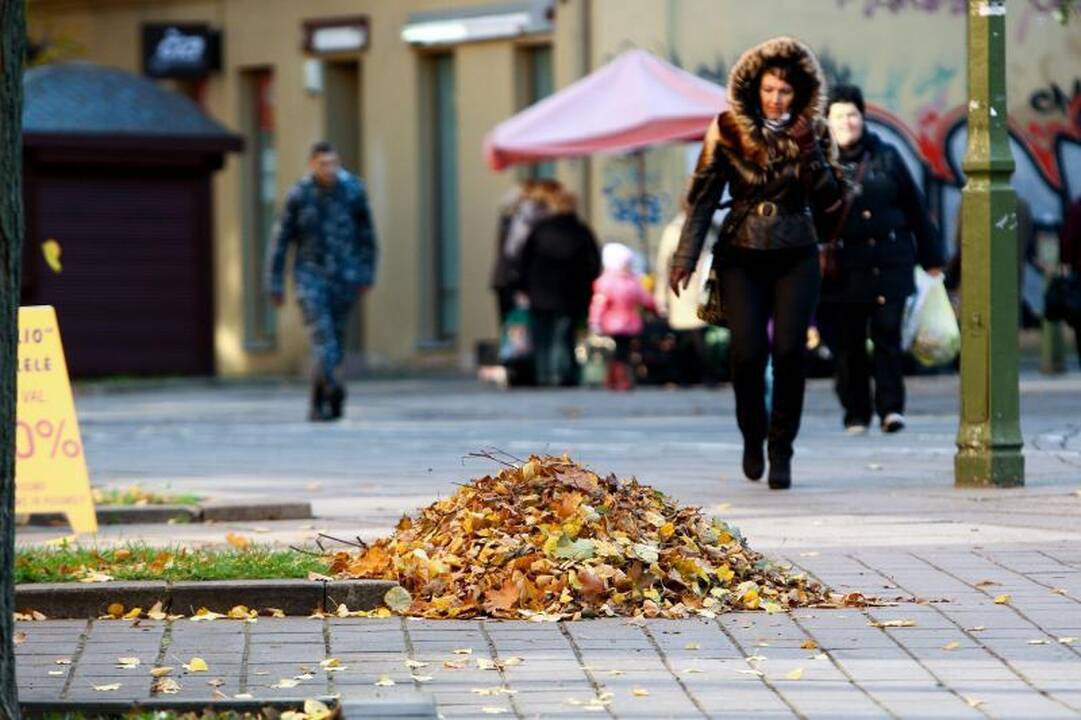 Miesto gatves nuklojusius lapus išveš už 90 tūkst. litų