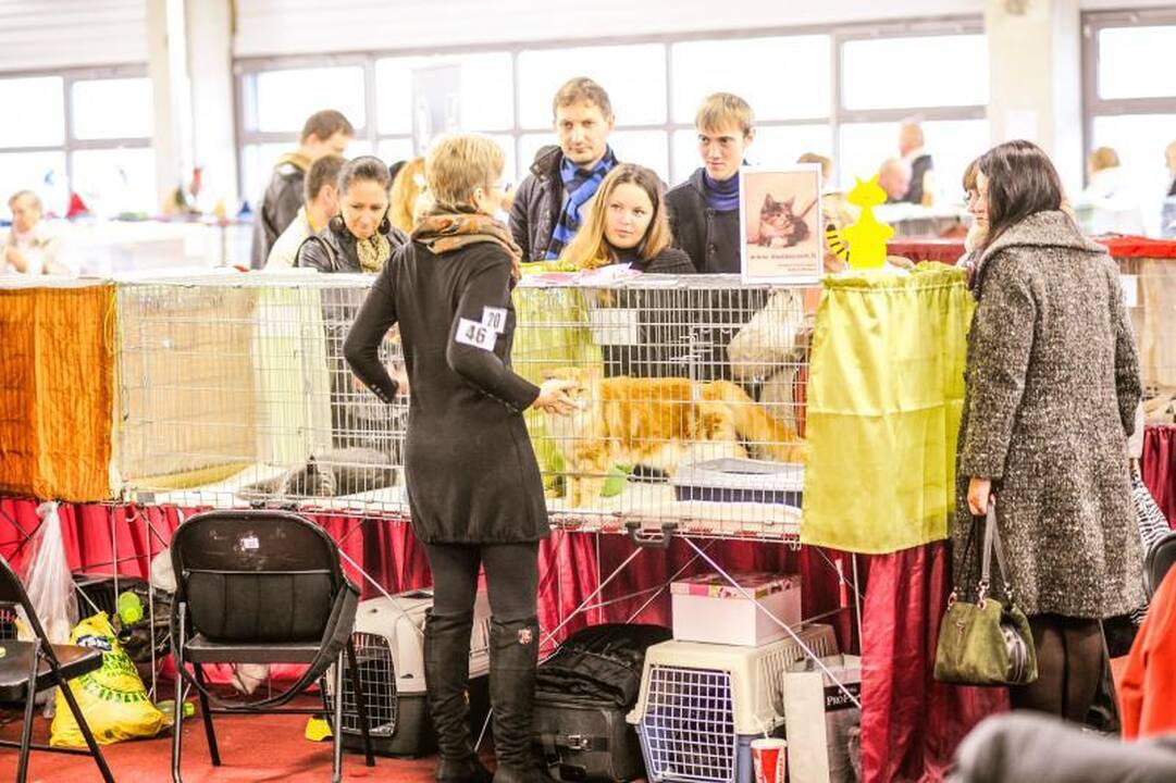 Kačių parodoje Kaune triumfavo ilgauodegis Meino meškėnas