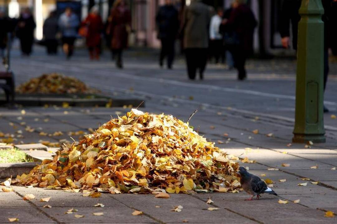 Miesto gatves nuklojusius lapus išveš už 90 tūkst. litų