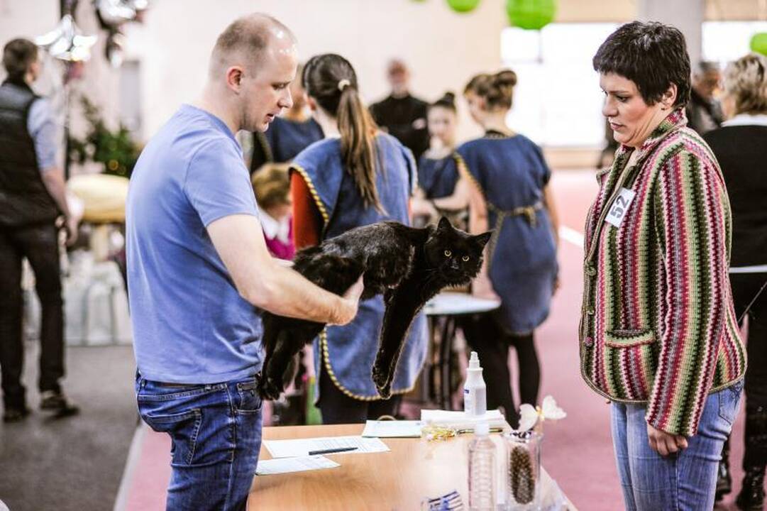 Kačių parodoje Kaune triumfavo ilgauodegis Meino meškėnas