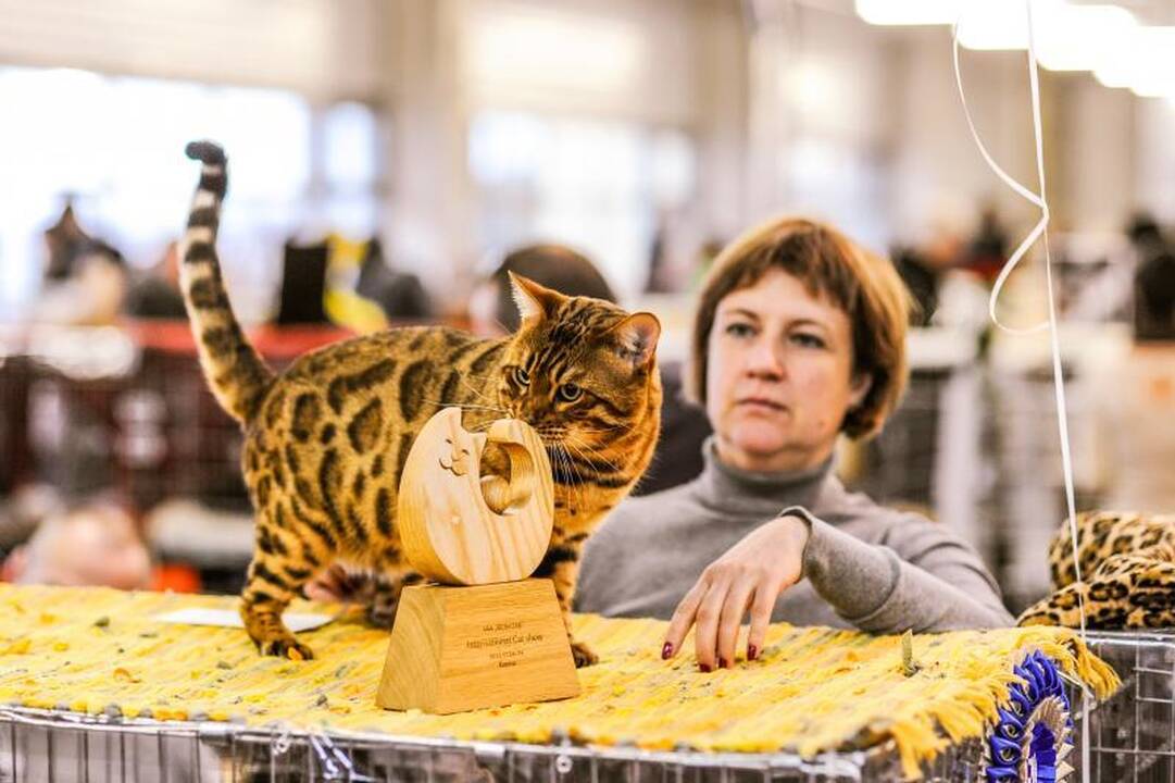Kačių parodoje Kaune triumfavo ilgauodegis Meino meškėnas