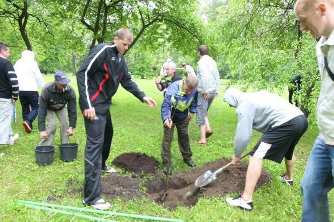 „Lietuvos ryto“ pergales primins ąžuolų parkas