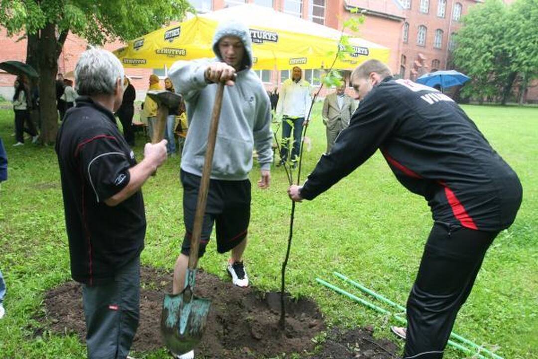 „Lietuvos ryto“ pergales primins ąžuolų parkas