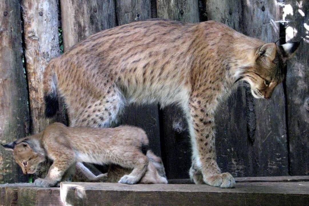 Zoologijos sode dūksta naujagimiai – lūšiukai ir paršiukai