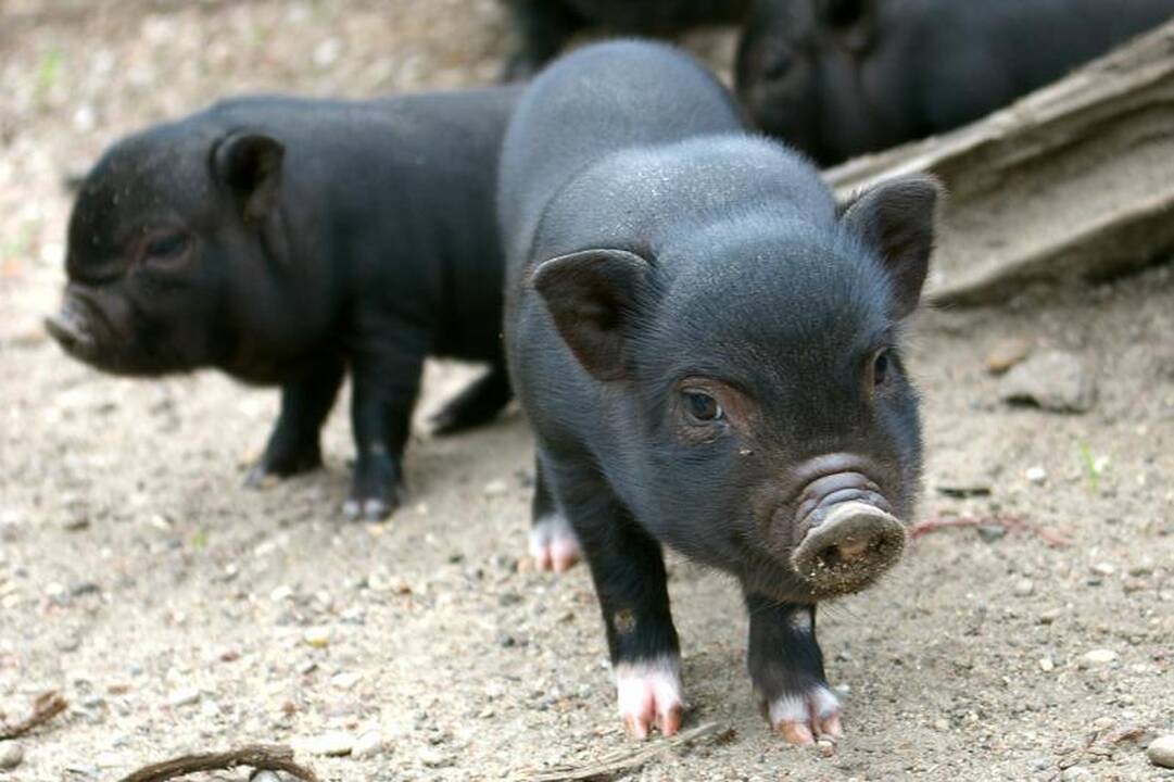 Zoologijos sode dūksta naujagimiai – lūšiukai ir paršiukai