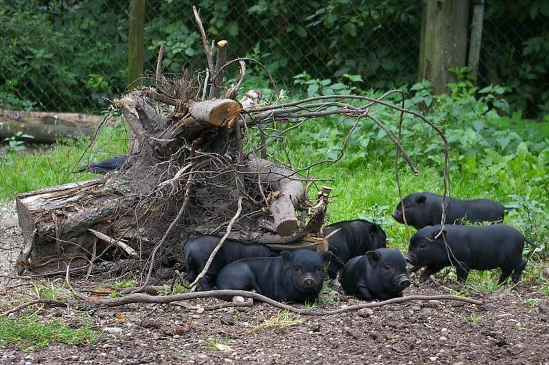 Zoologijos sode dūksta naujagimiai – lūšiukai ir paršiukai