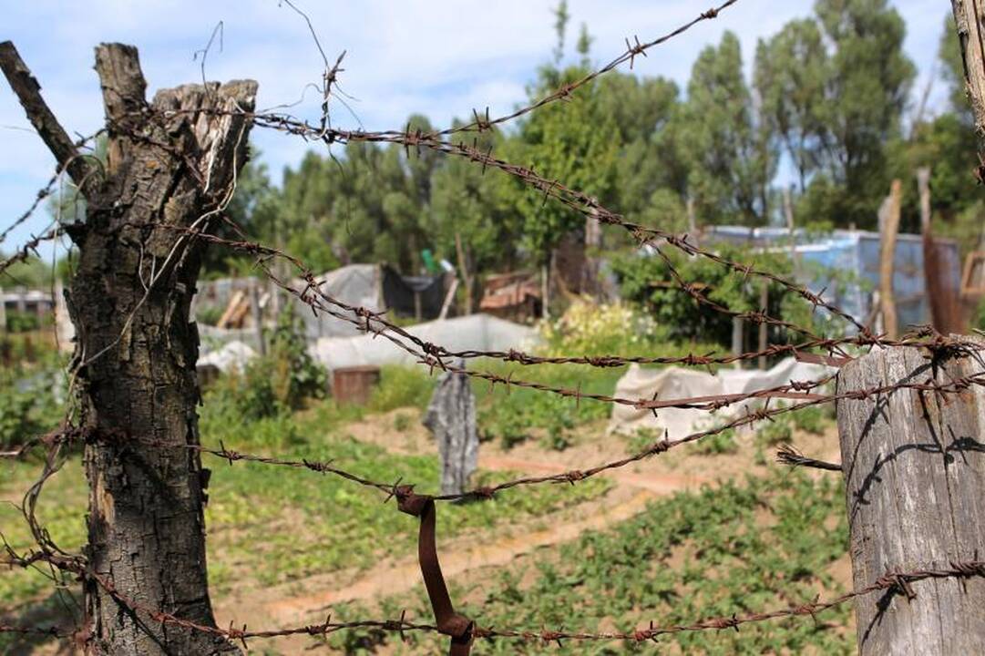 Sostinės daugiabučių papėdėje – daržininkų valdos
