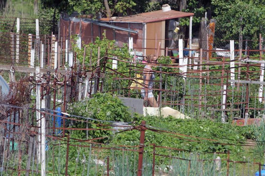 Sostinės daugiabučių papėdėje – daržininkų valdos