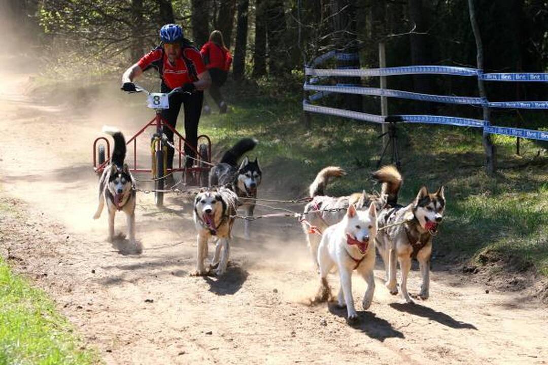 Jadagonių miške šunų karalija