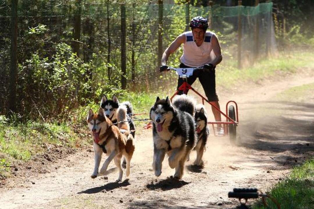 Jadagonių miške šunų karalija