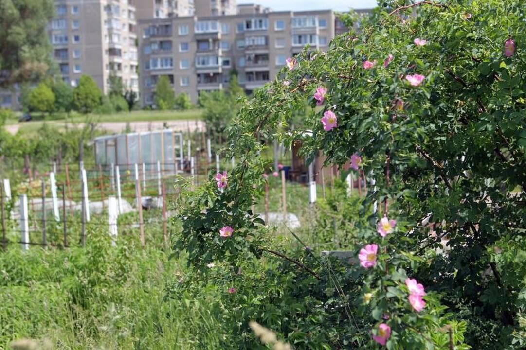 Sostinės daugiabučių papėdėje – daržininkų valdos