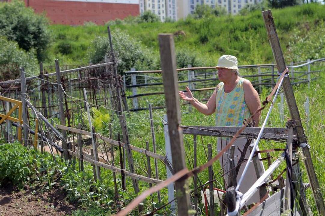 Sostinės daugiabučių papėdėje – daržininkų valdos