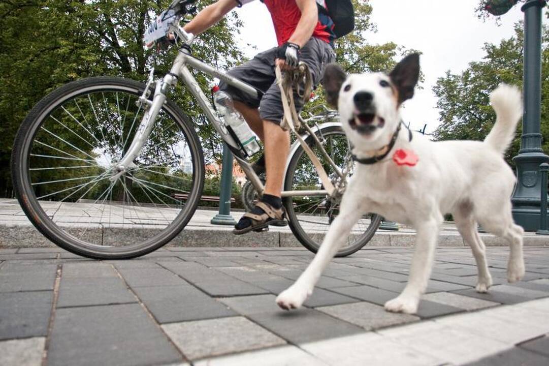 Sekmadienį Vilnius atiduotas dviratininkams