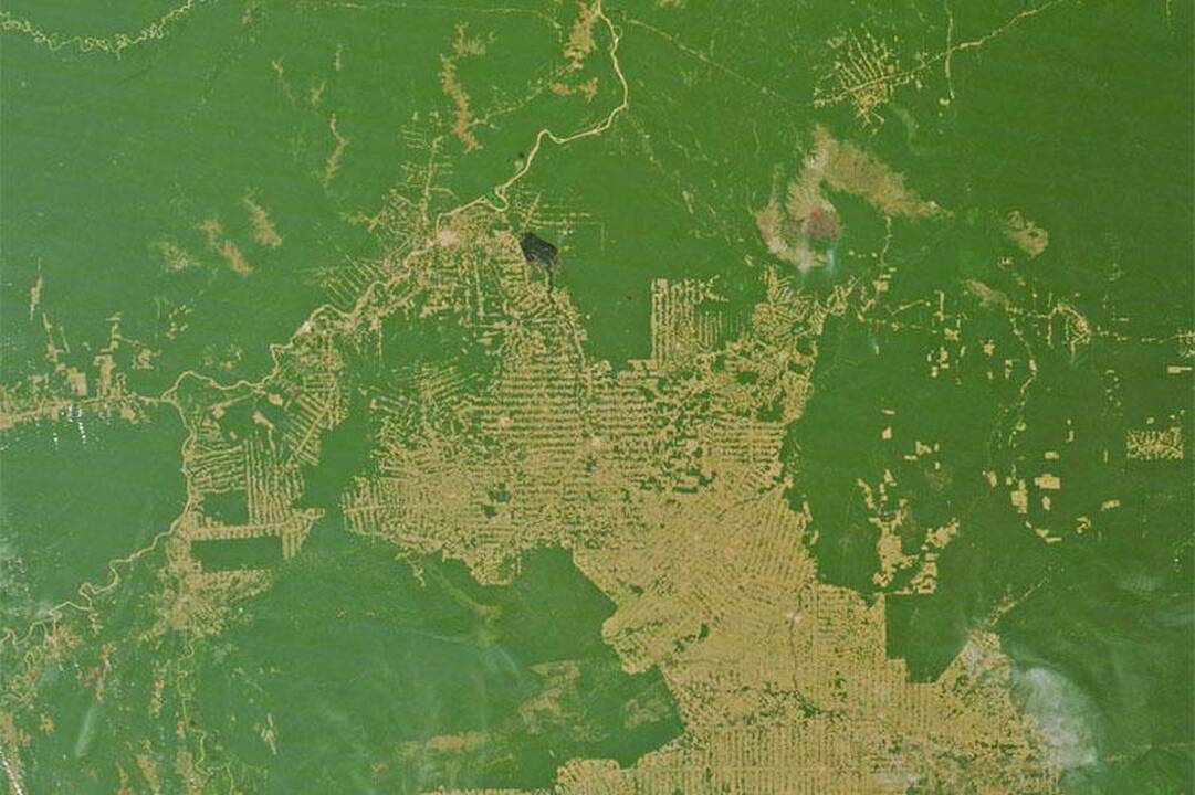 Amazonės miškai: sumažinus kirtimų mastą – trys naujos problemos