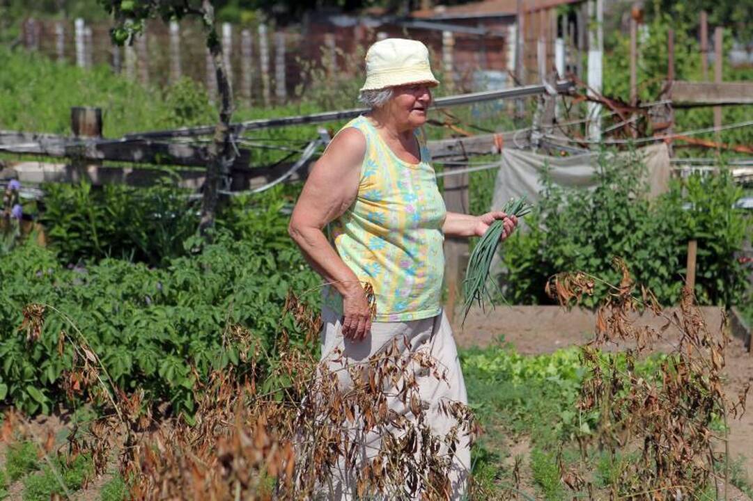 Sostinės daugiabučių papėdėje – daržininkų valdos