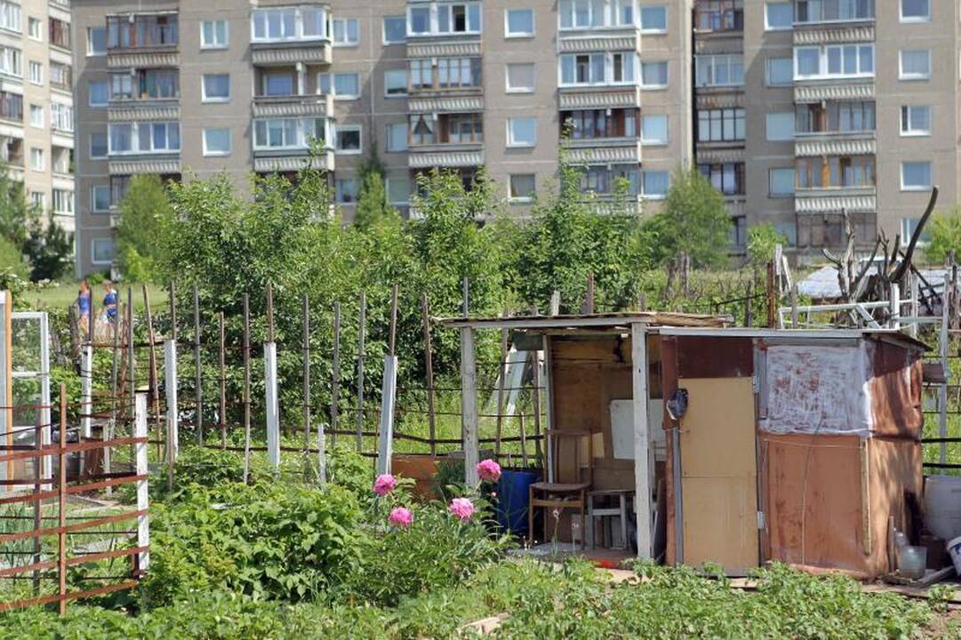 Sostinės daugiabučių papėdėje – daržininkų valdos