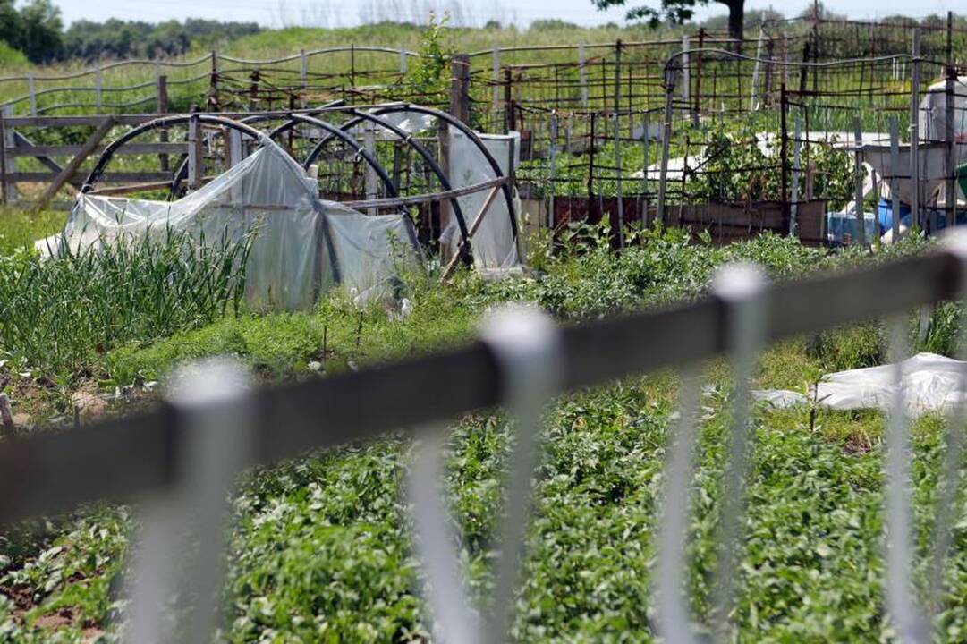 Sostinės daugiabučių papėdėje – daržininkų valdos